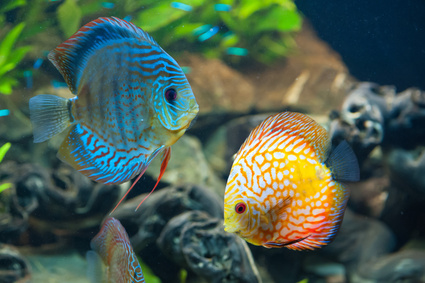 Aquarium pour poissons - Gamm vert