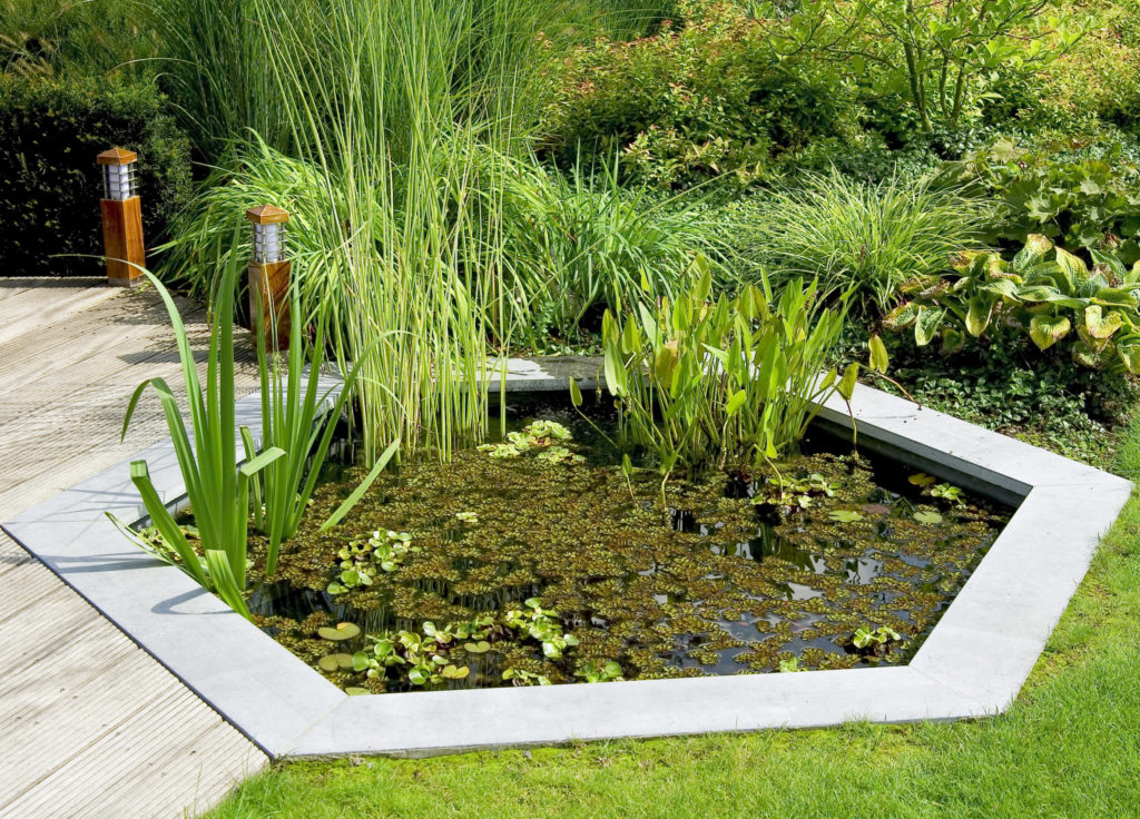 Bassin de jardin, les plantes aquatiques, le papyrus