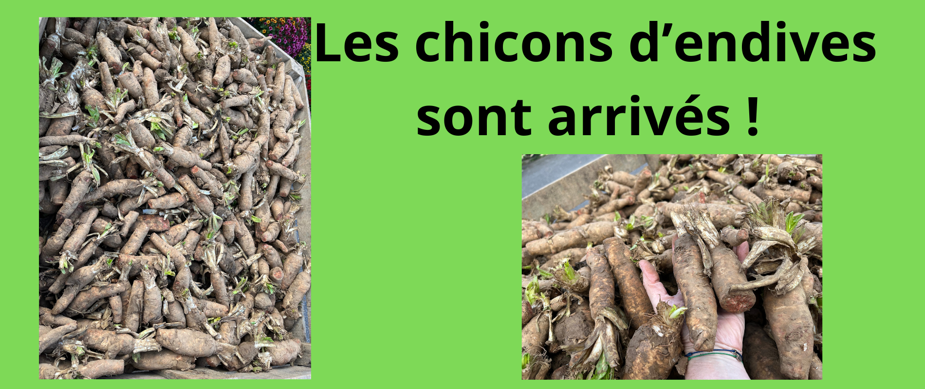 Chicons d'endives